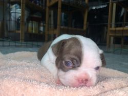 PURE BREED BOSTON TERRIER PUPPY
