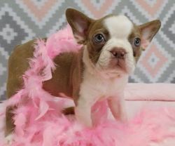 Boston Terrier Puppies for sale