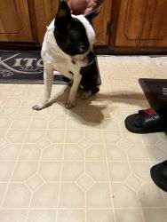 Boston terrier for sale on Columbia Sc
