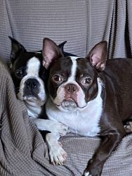 2 brother Boston terriers