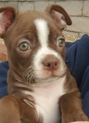9 week old female & male Boston Terrier