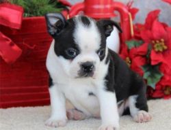 Awesome Male And Female Boston Terrier Puppies
