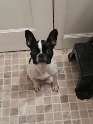 Frenchton 6 months old
