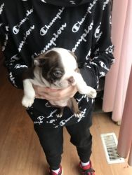 Boston terrier for sale 600 with papers