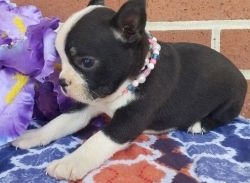 Boston Terrier Puppies for sale.