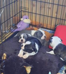 vaccinated Boston Terrier puppies
