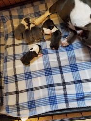 Boston Terrier Litter of Puppies For Sale