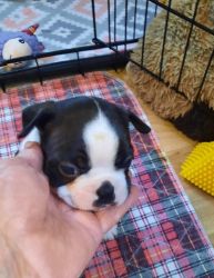 Boston Terrier puppies Males: , Healthy