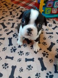 The Boston Terrier puppies in this litter are from Registered parents