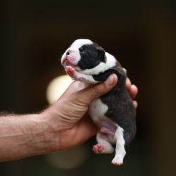 males and 2 females. Boston Terrier puppies