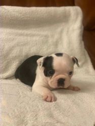 Available Boston Terrier puppies for adoption