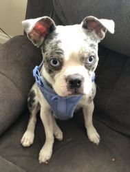 Cute Boston Terrier for sale to a loving home