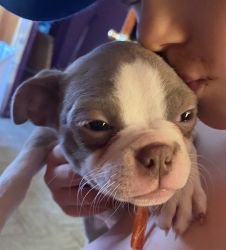 Lilac Boston Terrier puppies