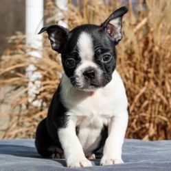 Adorable litter Boston Terrier puppies for sale.