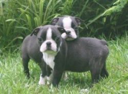 Beautiful Boston Terrier puppies For Sale