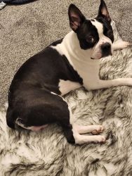 Afmairi Boston Terrier male no Neuter, 1 year 5 month old