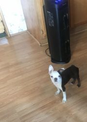 Boston Terrier puppy 500 with papers