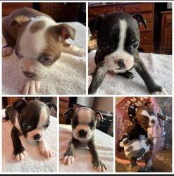 Boston Terrier pups available