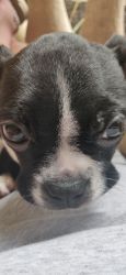 6-month-old AKC registered frmale Boston terrier female