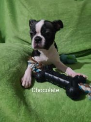 Boston Terrier CKC register puppies are looking for their forever home
