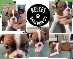 AKC Love Bug Babies ready for your couch!!