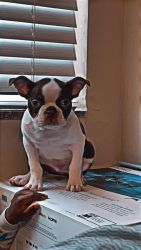 I have a 14 week old Boston terrier Brown and white for sale