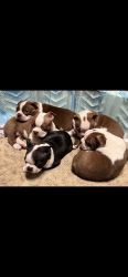 AKC Boston Terrier pups for sale