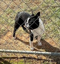 Boston terrier male available as a stud