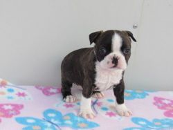 Adorable litter Boston Terrier puppies for sale.