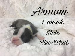 AKC Boston Terrier Puppies For Sale!!!
