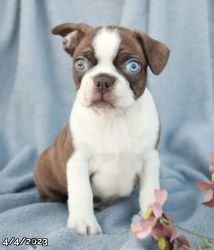 Boston Terrier (Red and White)