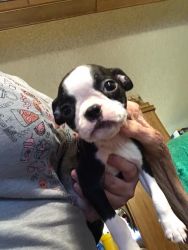 I have 3 Boston Terrier puppies