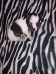 Female Boston Terrier-Chihuahua Puppy Available