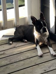 5month Boston Terrier For Rehome