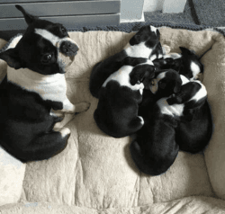 Boston terrier puppies for adoption