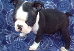 BOSTON TERRIER PUPPIES FOR NEW HOMES.