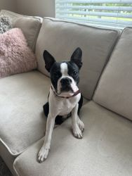 Six Month Old Boston Terrier For Sale
