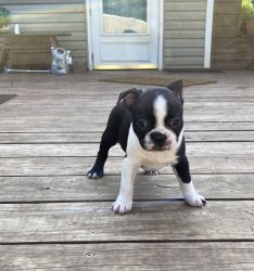 Handsome Boston Terrier Male Puppy-Rory