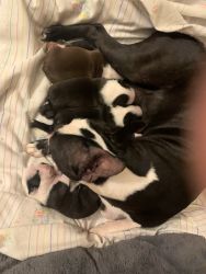 Boston terrier puppies for sale 4 females