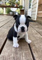 Handsome little Boston Terrier Puppy-Hershey