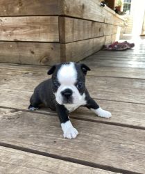 Handsome little Boston Terrier-Heath