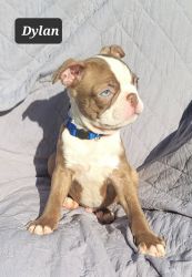 Beautiful Boston Terrier Puppies $950 THIS WEEKEND!