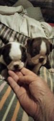 CKC CHOCOLATE AND WHITE BOSTON TERRIER PUPPIES