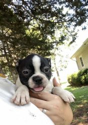 Handsome Male Boston Terrier Puppy-Rory