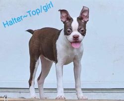 Registered CKC Boston Terrier Puppies Looking for their forever home!!