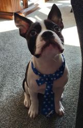 French Bulldog-Boston Terrier For Sale