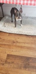 Boston Terrier female