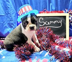 Boston terrier puppy SAMMY