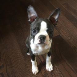 Active Boston Terrier Puppies Available