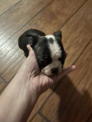 Boston terriers for sale